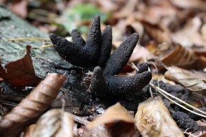 xylaria polymorpha (2) (1000 x 667).jpg_product